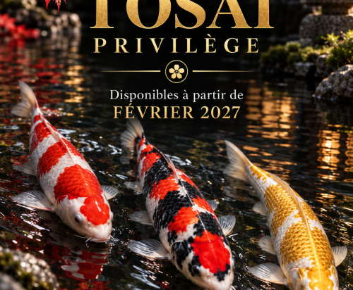 Tosai privilége disponible à partir de février 2026