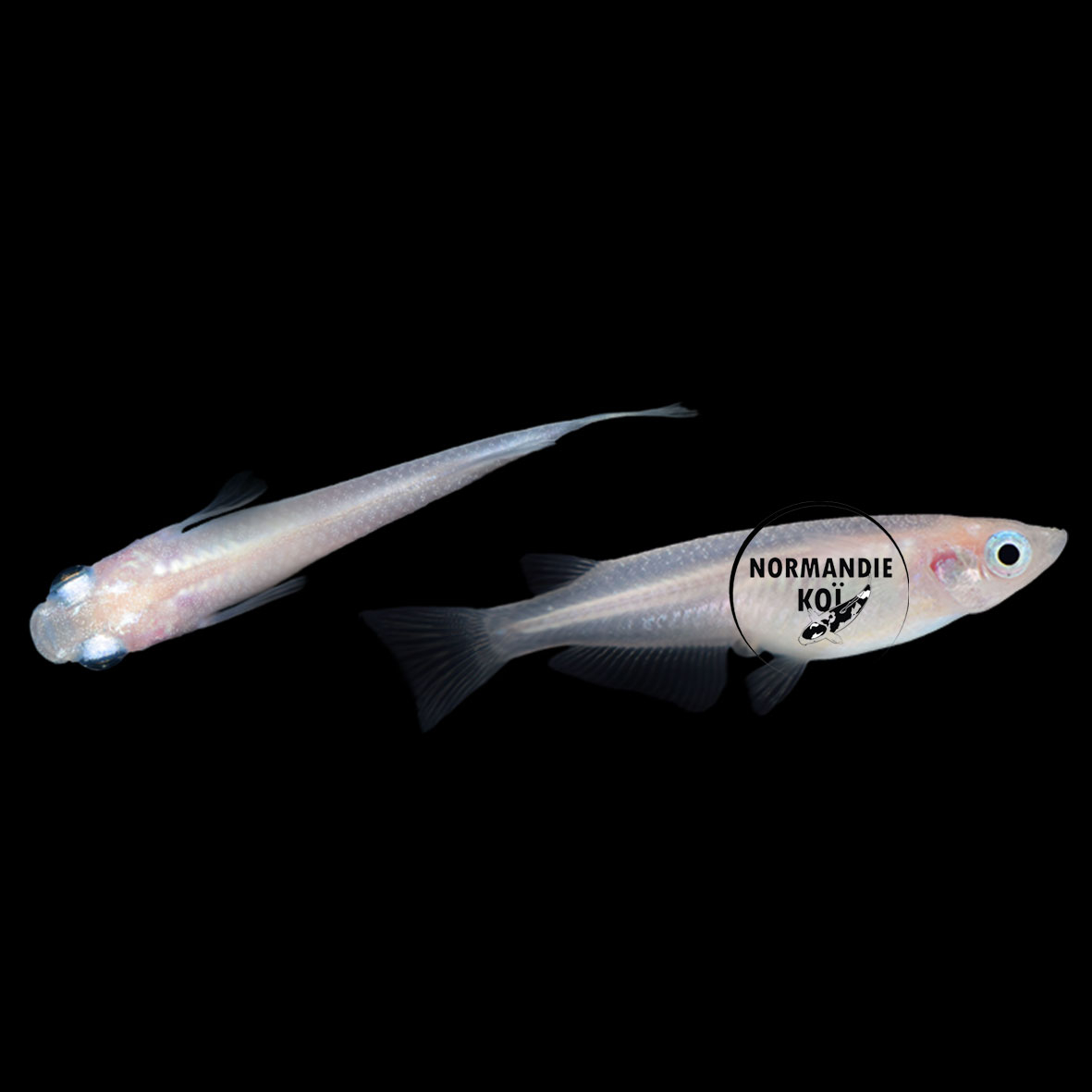 Oryzias latipes White - Medaka Blanc