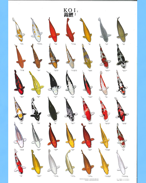 Koï poster n°2 plastifié