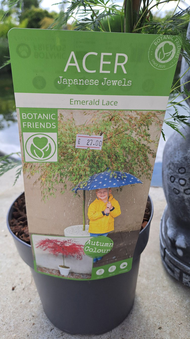 Acer palmatum 'Emerald Lace'