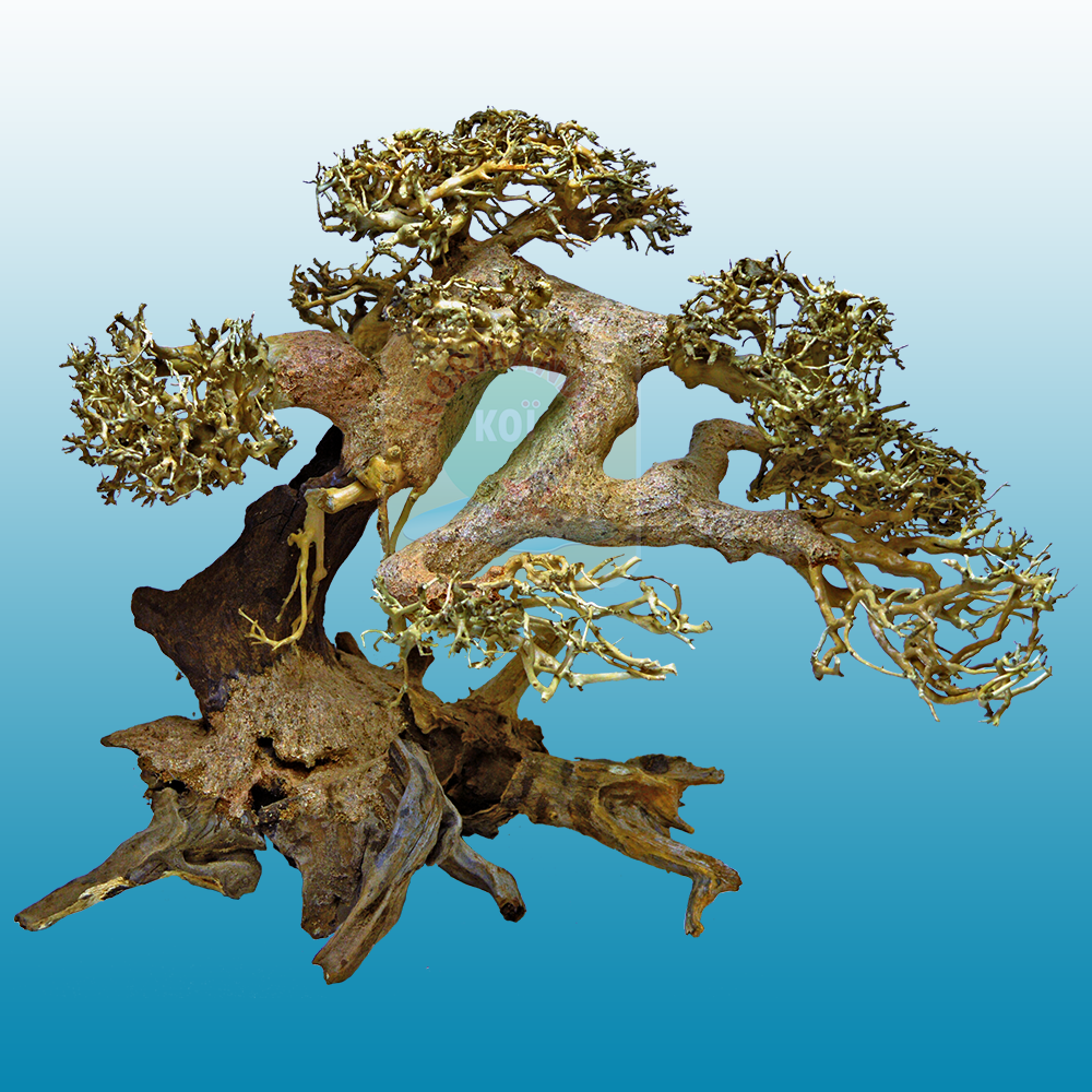 Bonsai Drift Wood