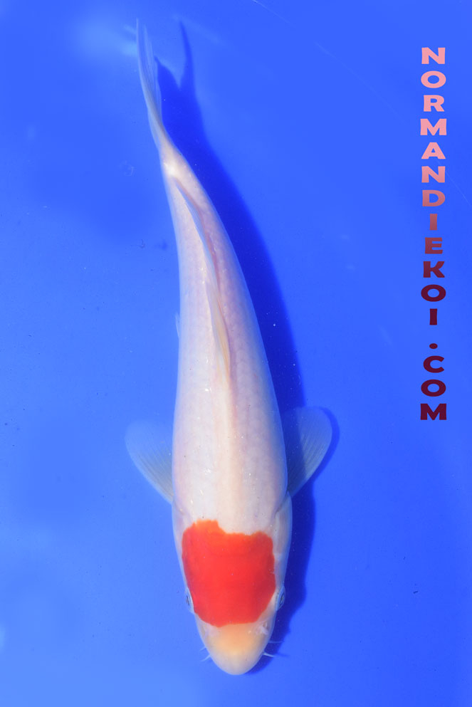 Tancho Kohaku