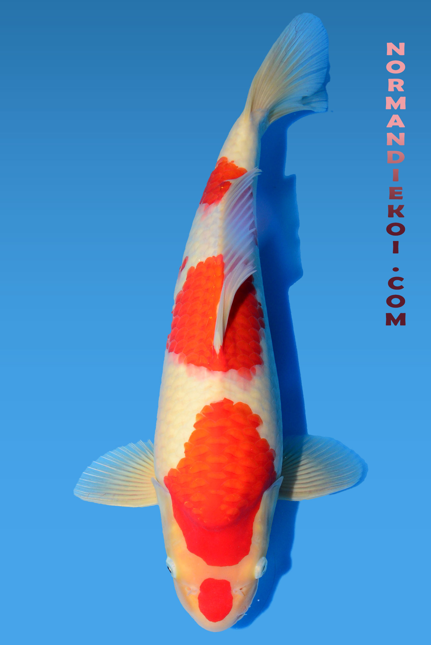 Kohaku