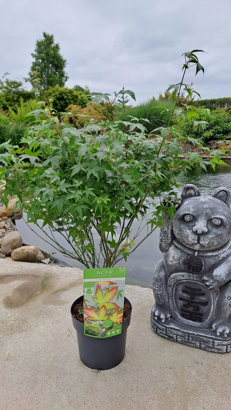 Acer palmatum 'Little Princess'