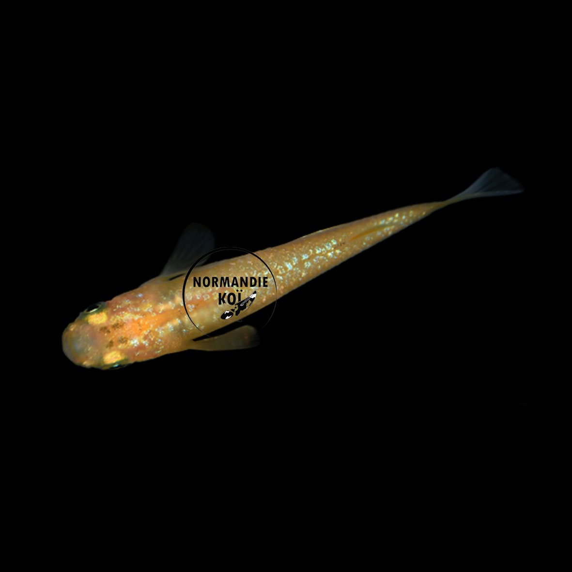 Oryzias Latipes Yellow - Medaka jaune