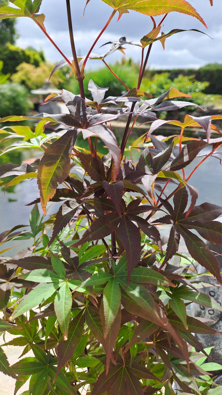 Acer palmatum 'Twombly’s Red Sentinel'