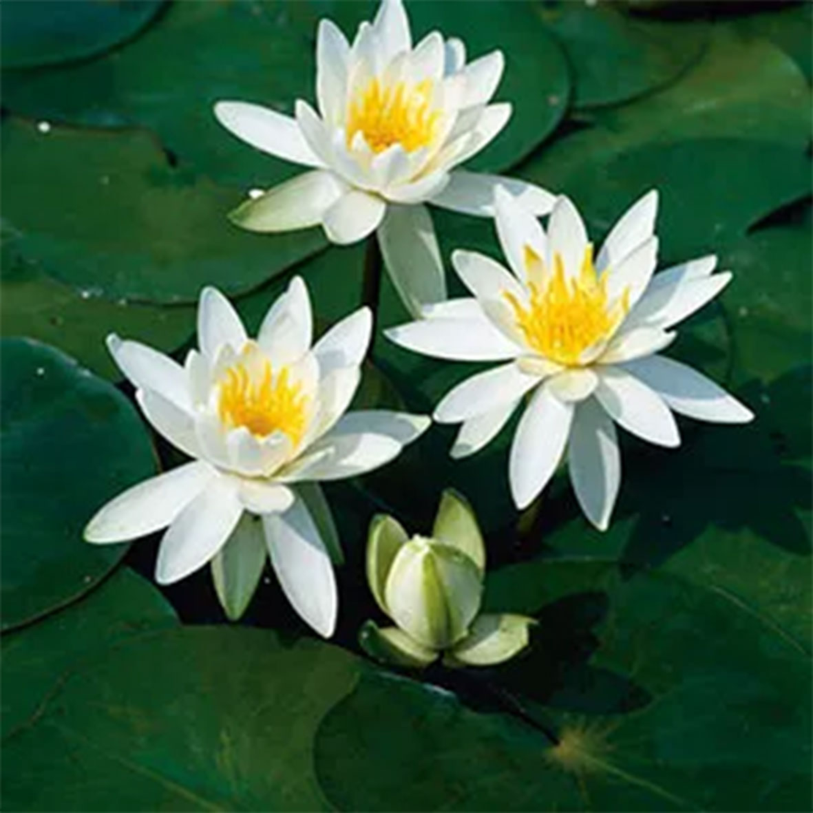 Nenuphar 'Odorata Alba'