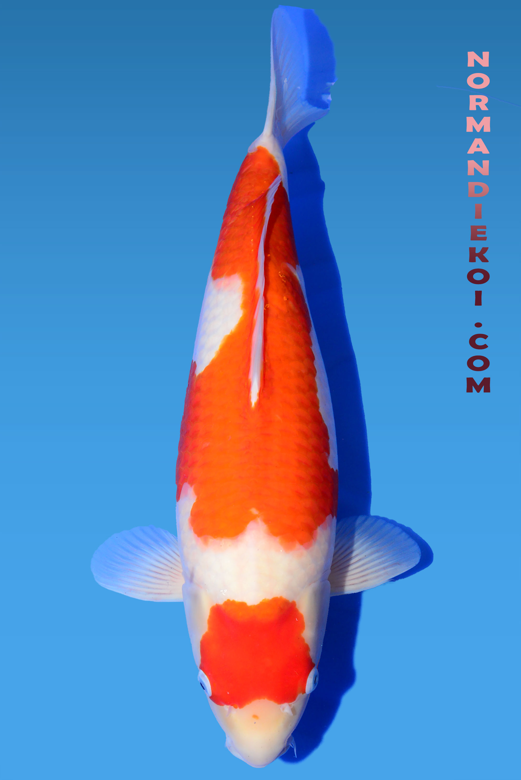 kohaku