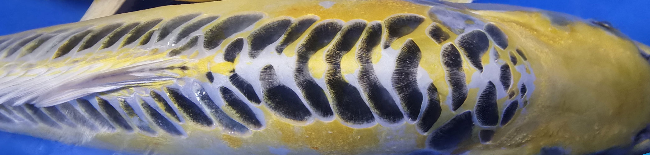 Sculpture de carpe koï