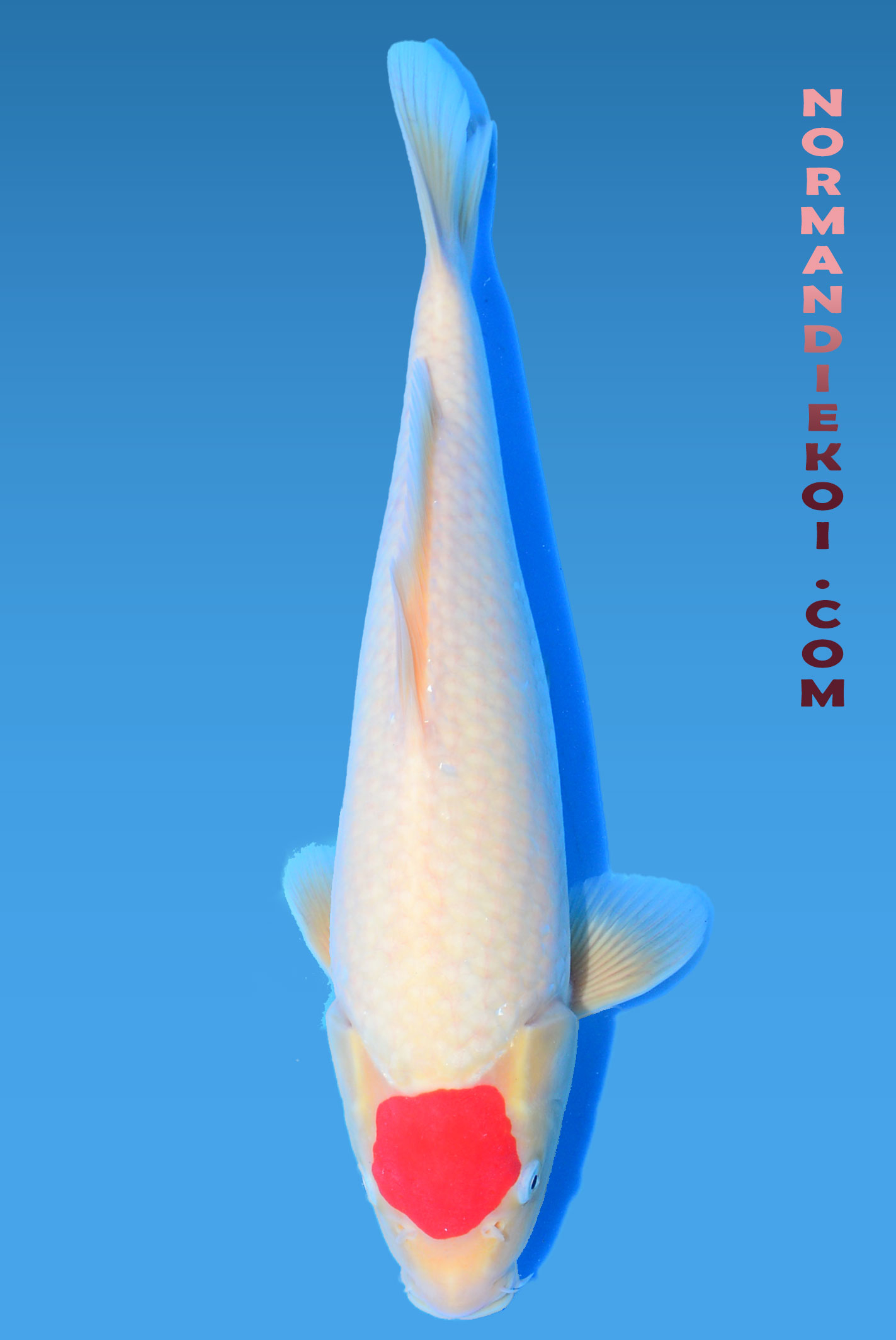 Tancho kohaku