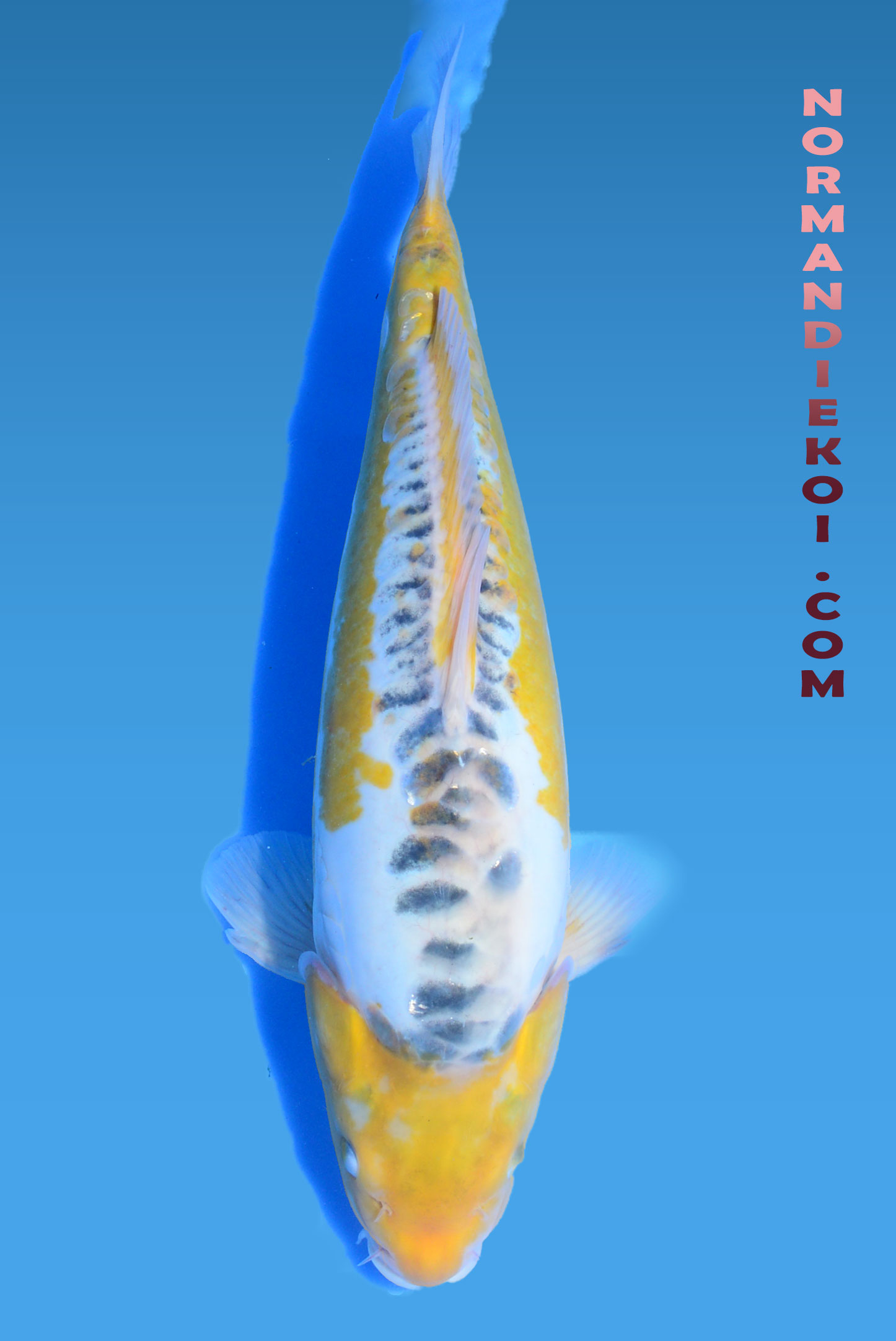 Midorigoi