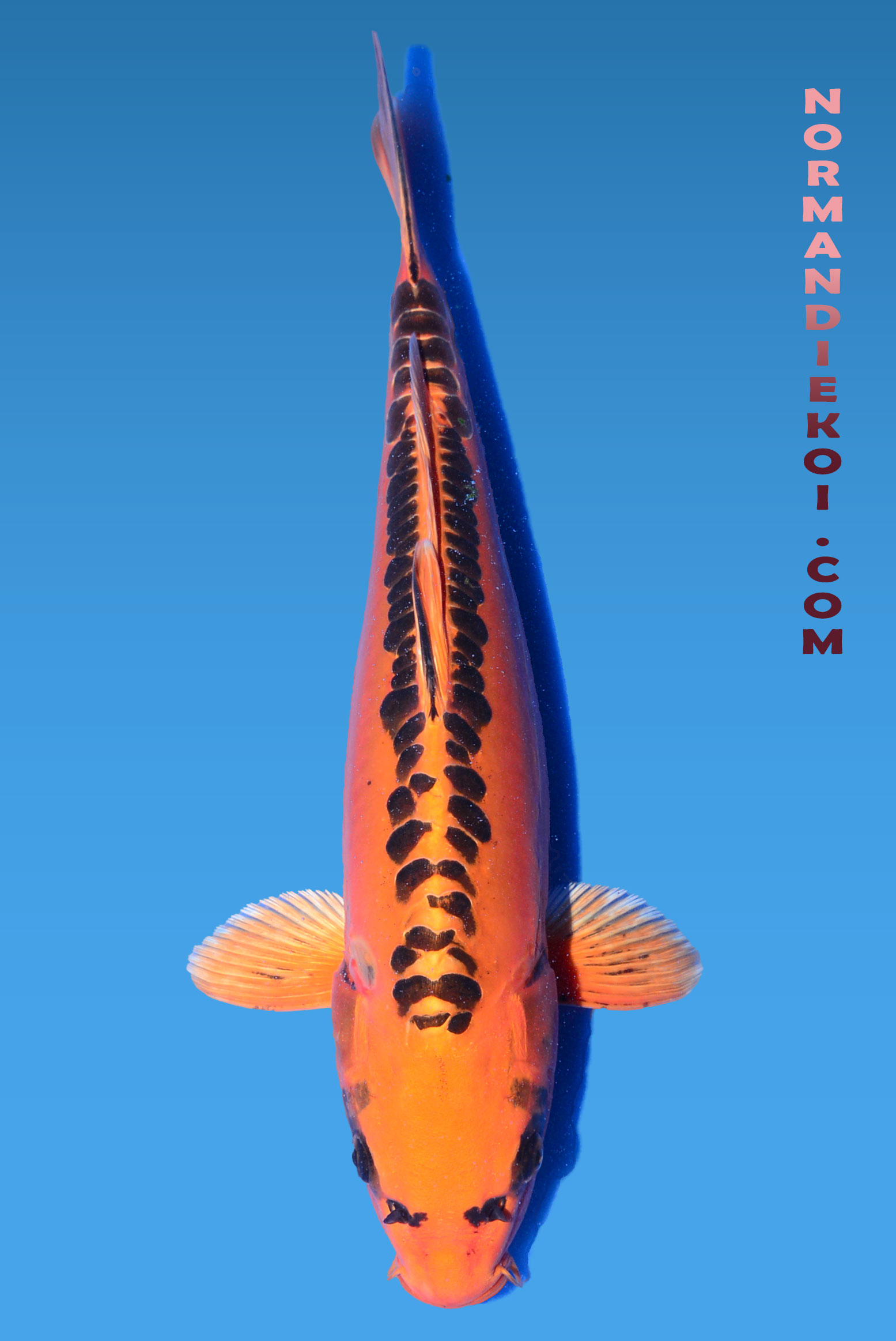 Mizuho ogon 