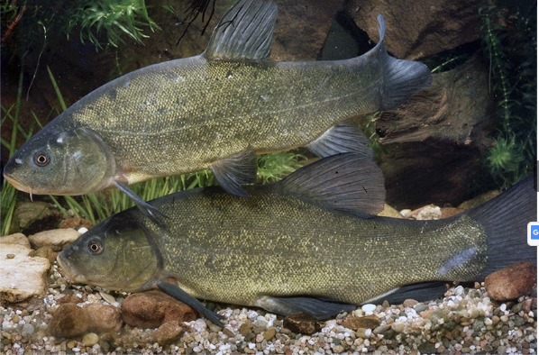 TANCHE VERT 8-11CM
