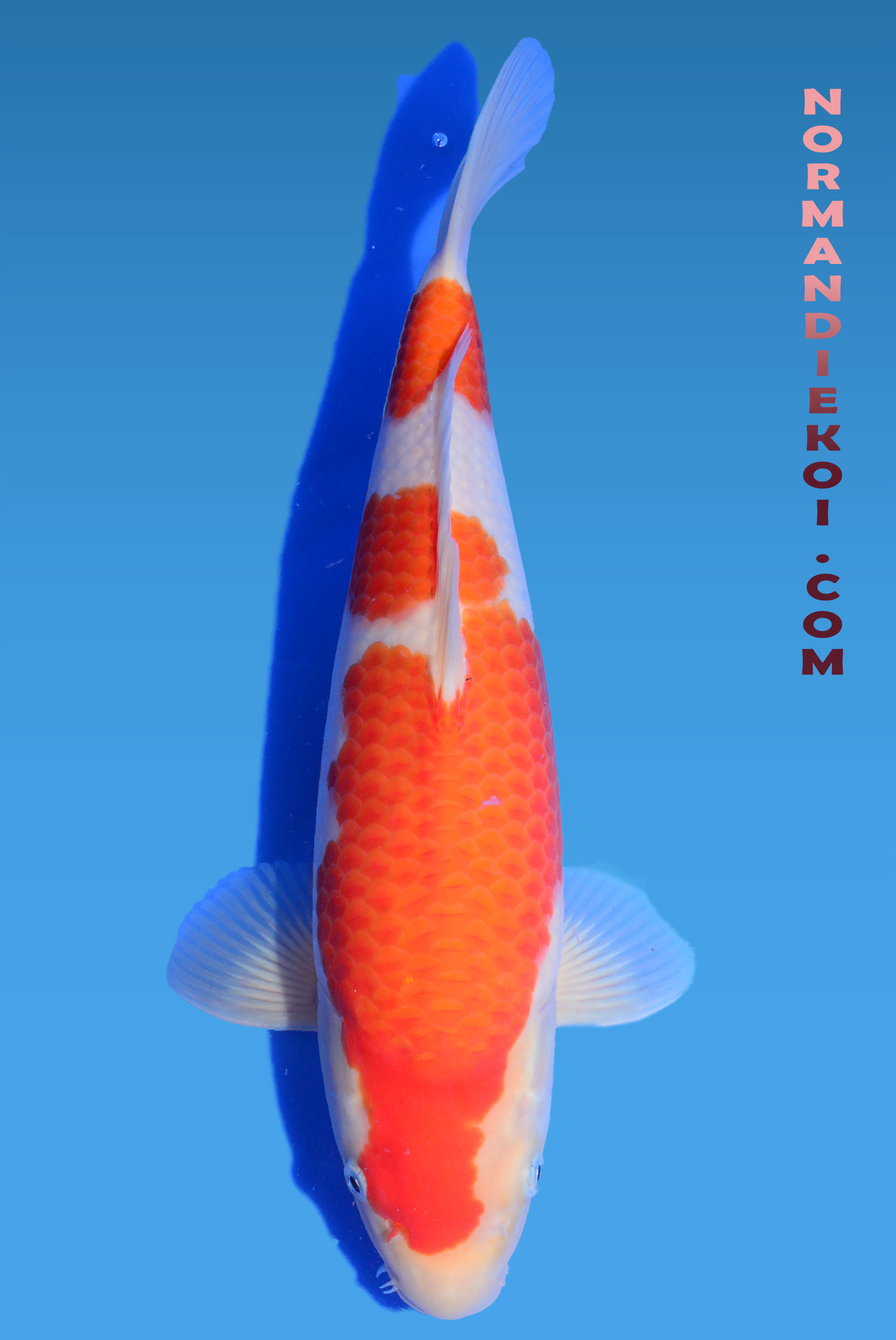 Kohaku