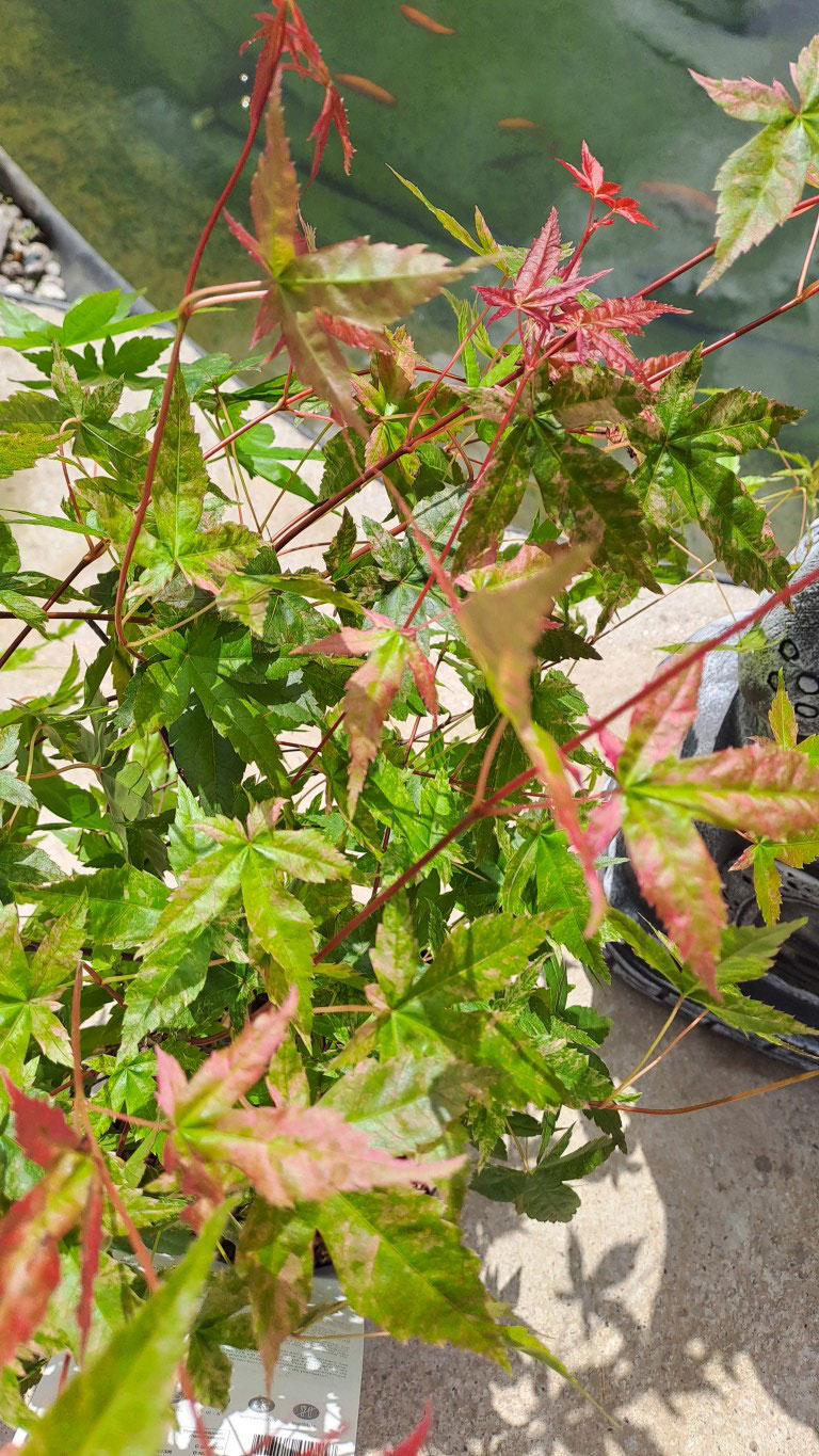 Acer palmatum 'Beni-maiko'