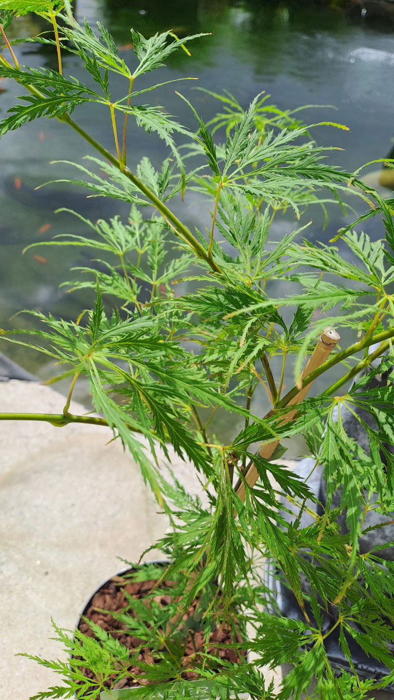 Acer palmatum 'Dissectum'