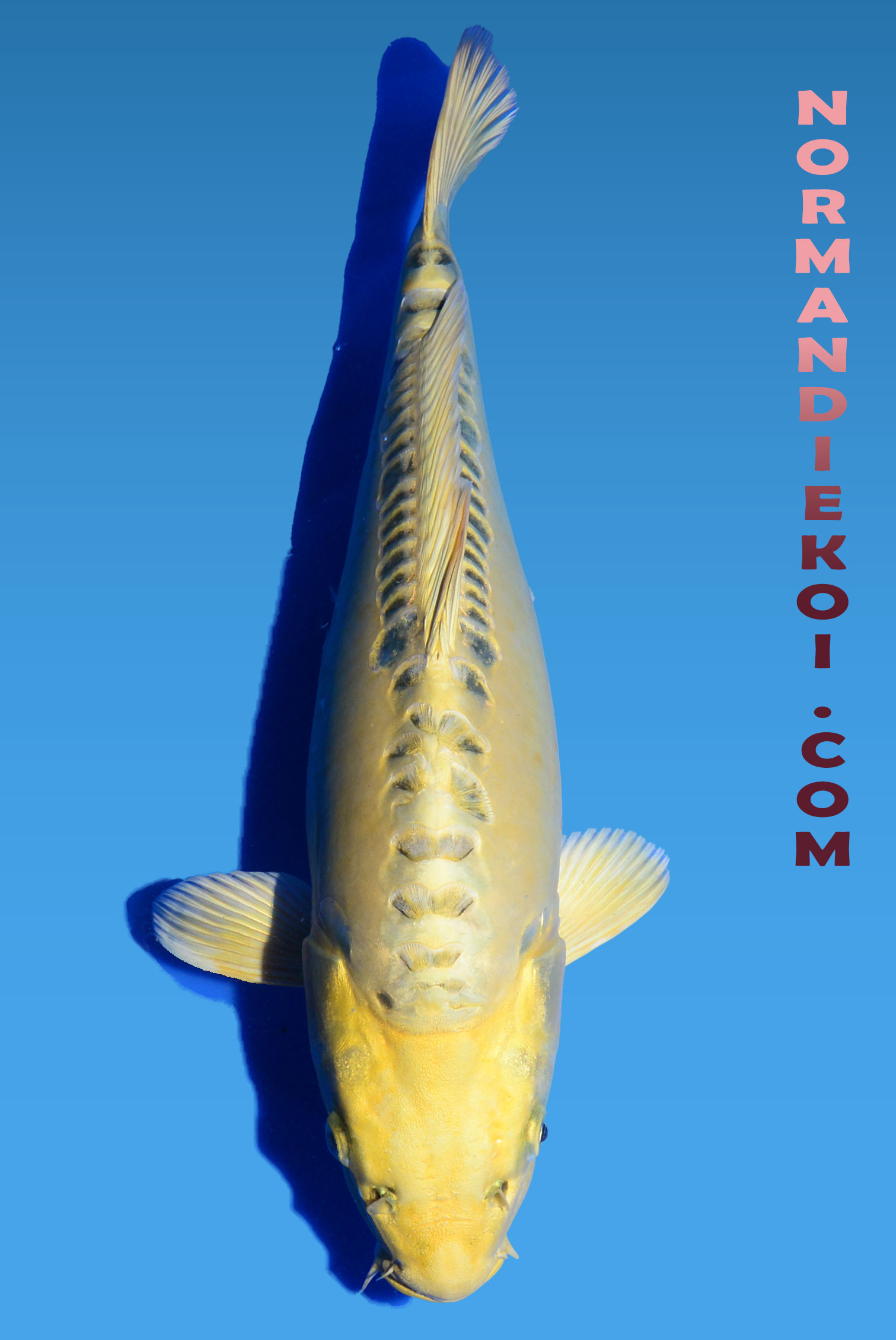 Mizuho ogon