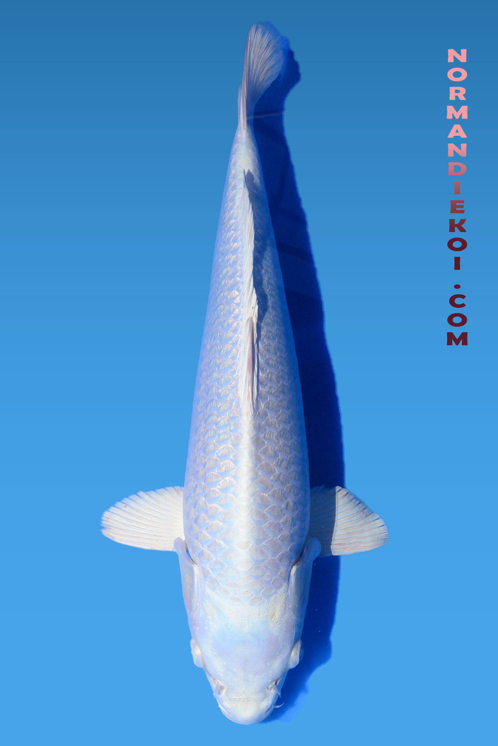 Purachina