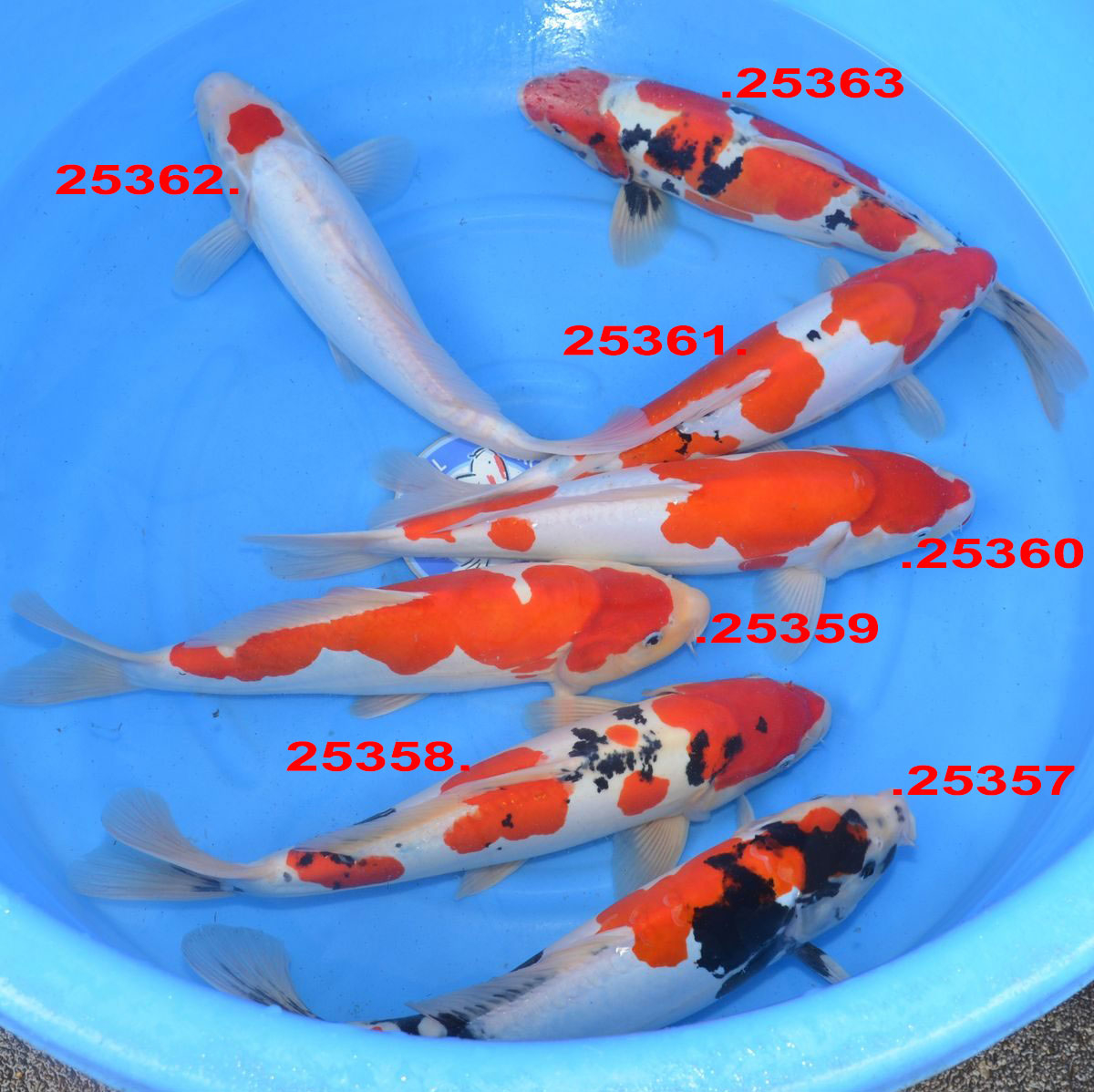 Doitsu Tancho kohaku