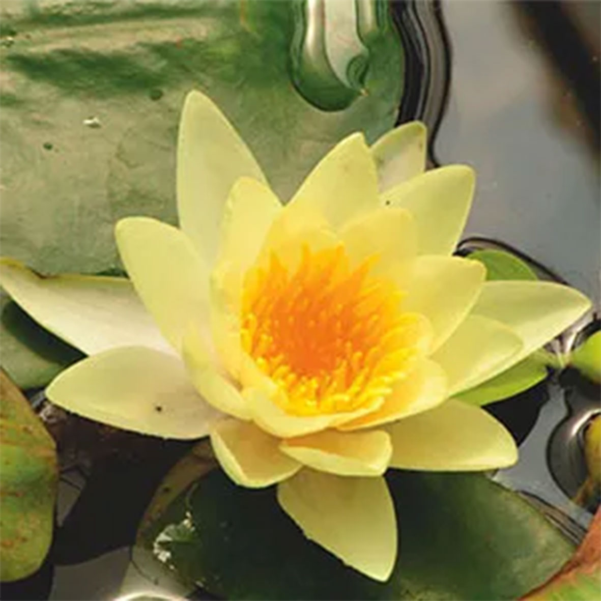 Nenuphar 'Yellow Sensation'