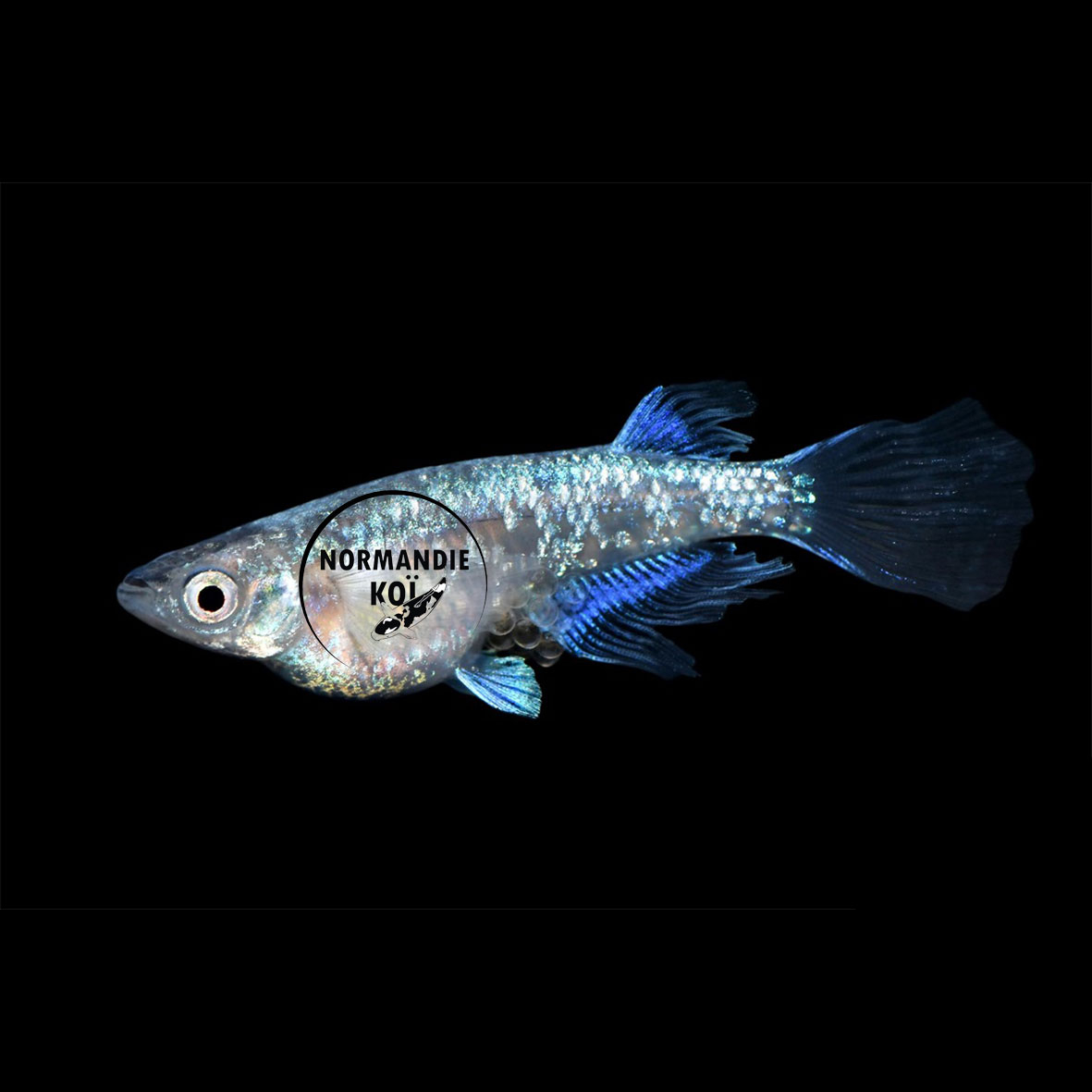 Oryzias latipes - Medaka Miyuki Longfin