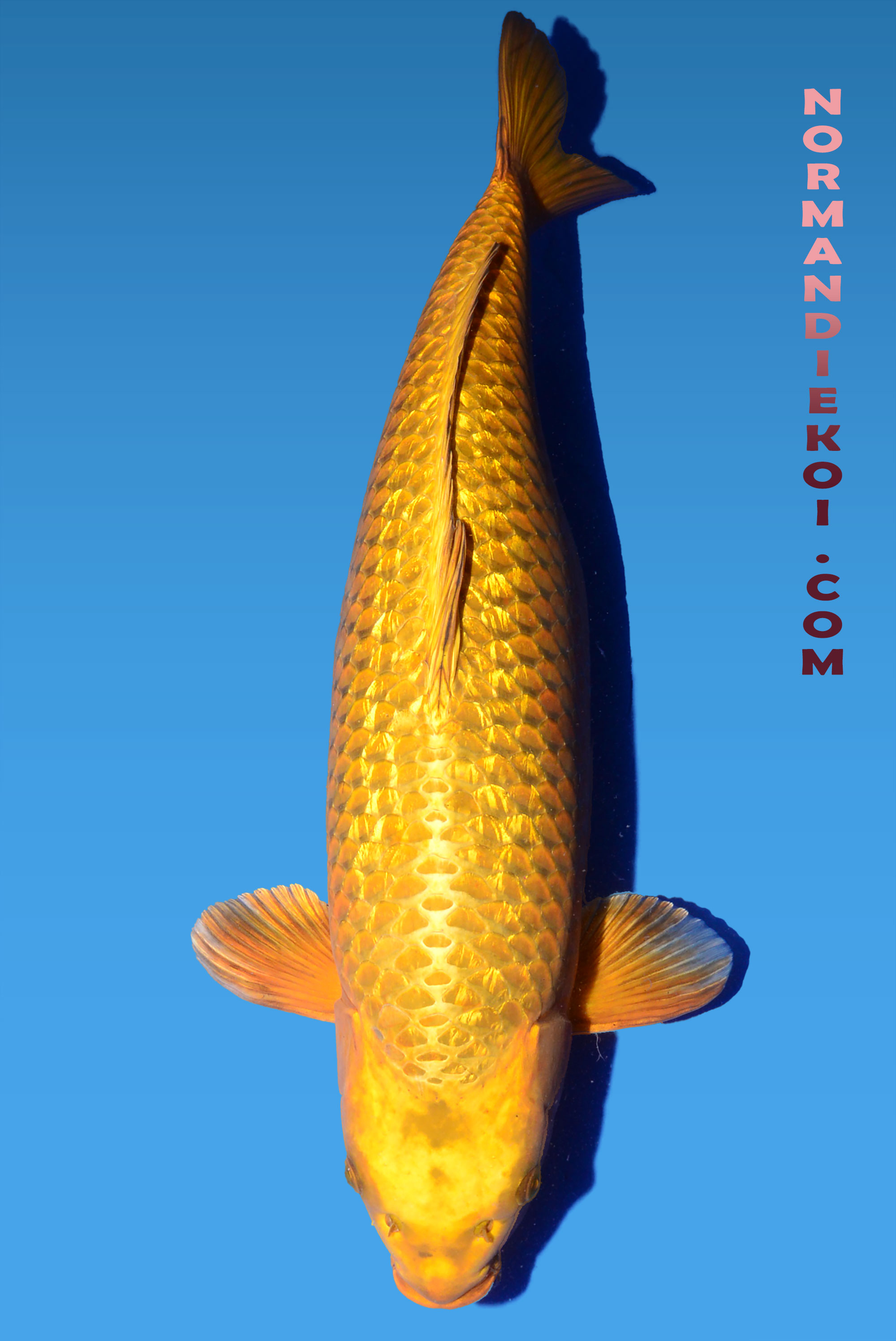 Ginrin mukashi ogon