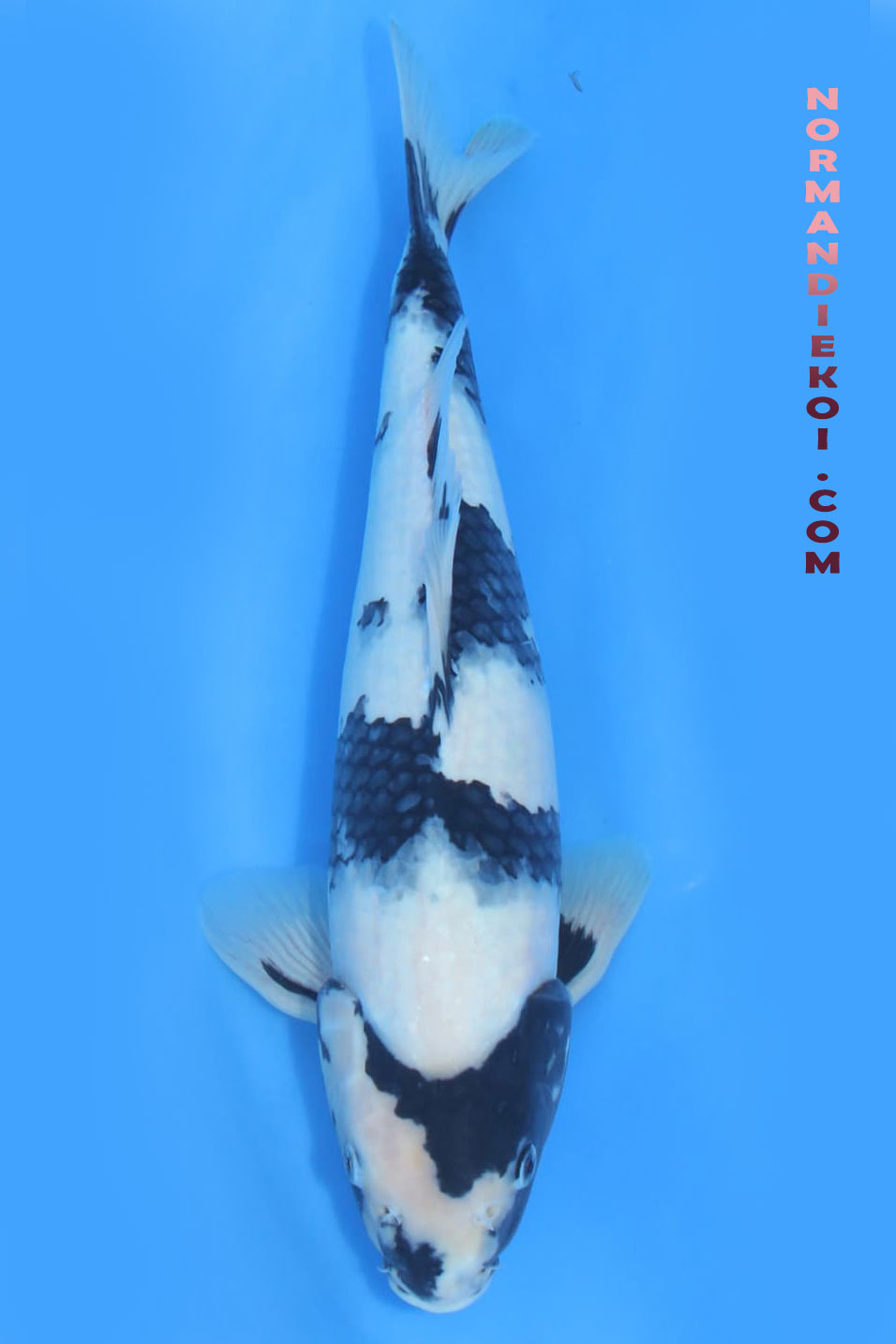 Shiro utsuri
