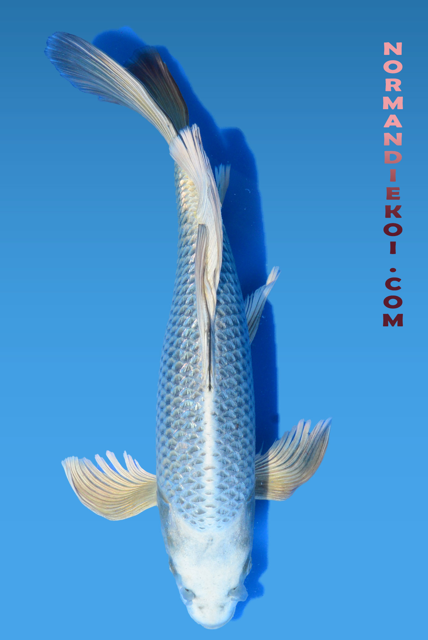 Ginrin mukashi ogon voile 