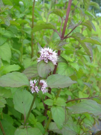 Mentha aquatica