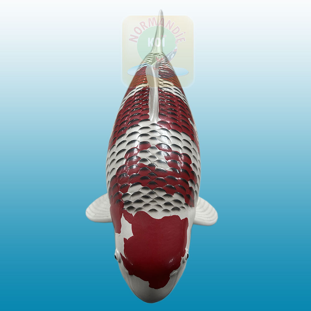 Carpe koï en résine (50cm) Goromo