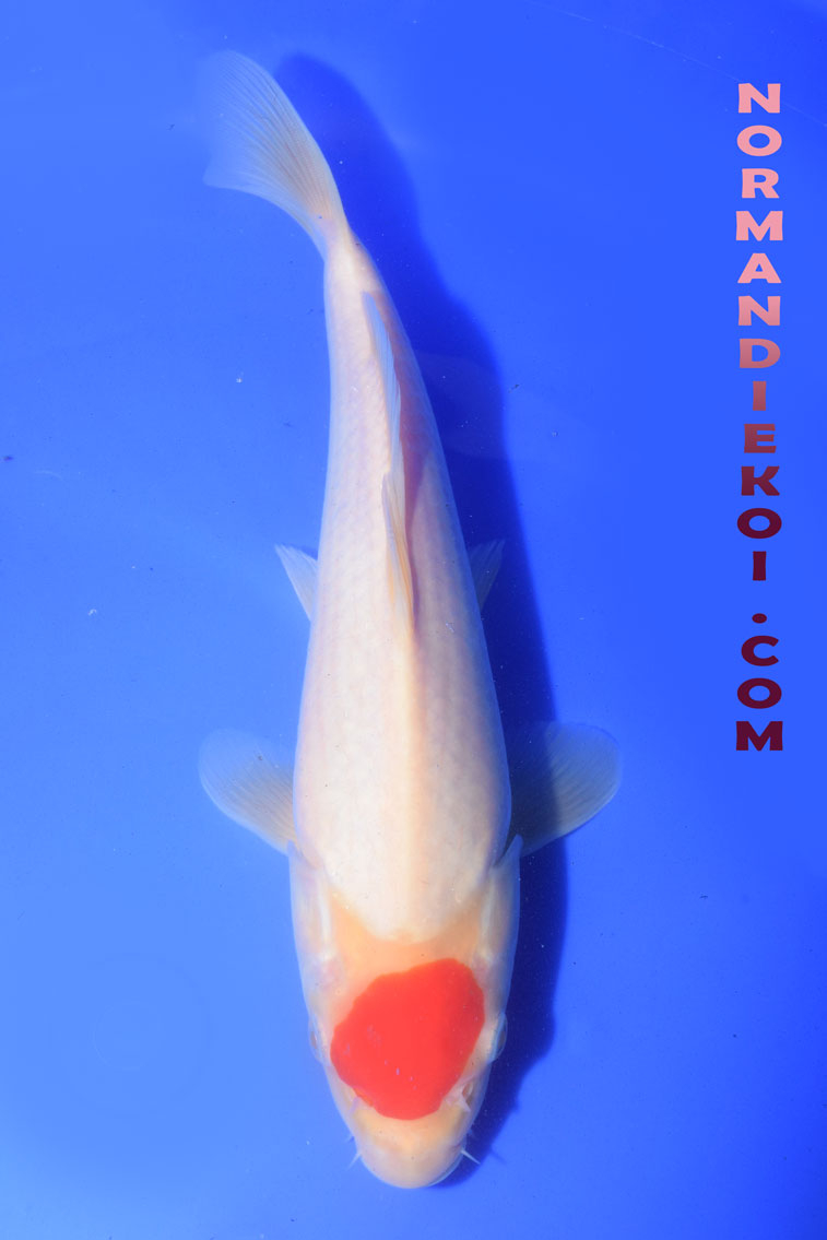 Tancho Kohaku