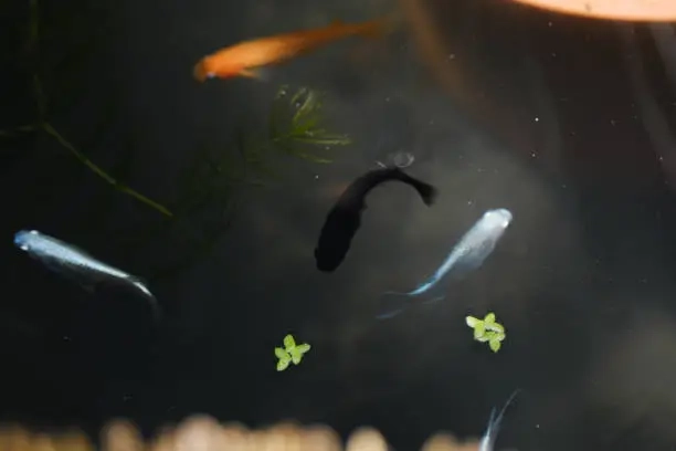 Oryzia latipes - Médaka black