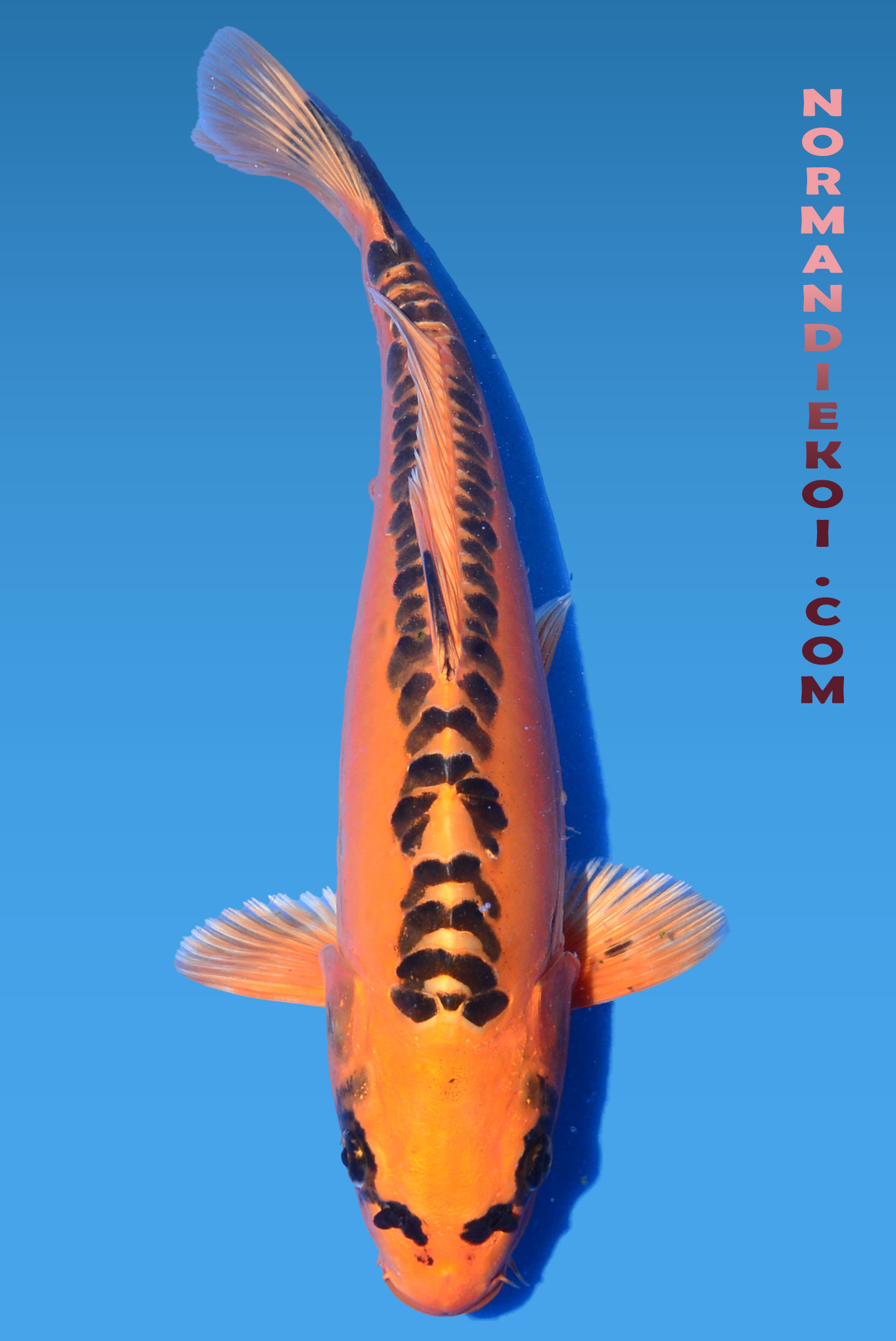 Mizuho ogon 