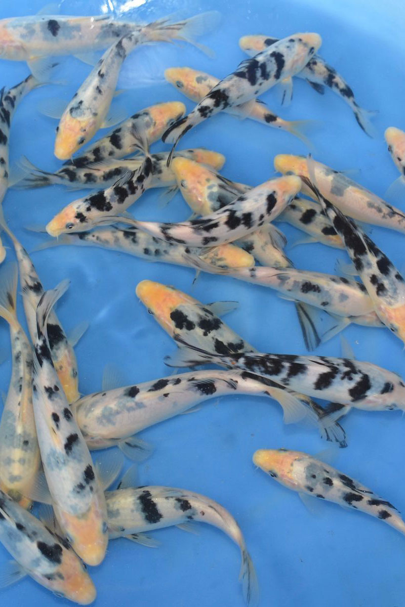 Shiro Bekko / Izumiya