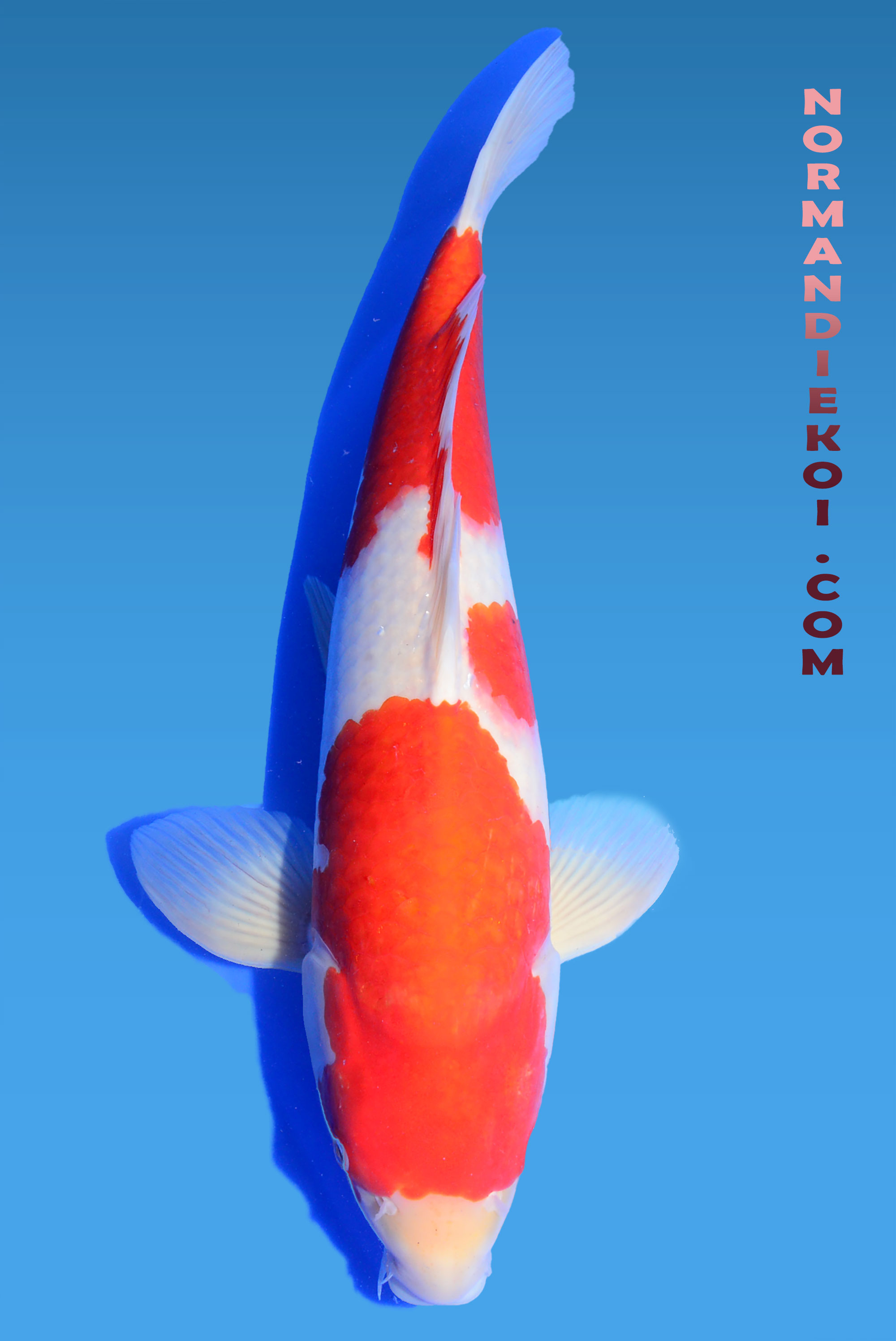 Kohaku