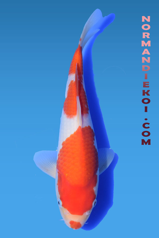 Kohaku