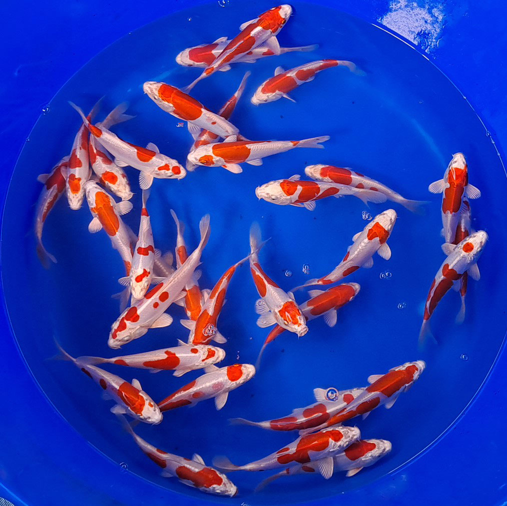 Kikusui / Marusaka