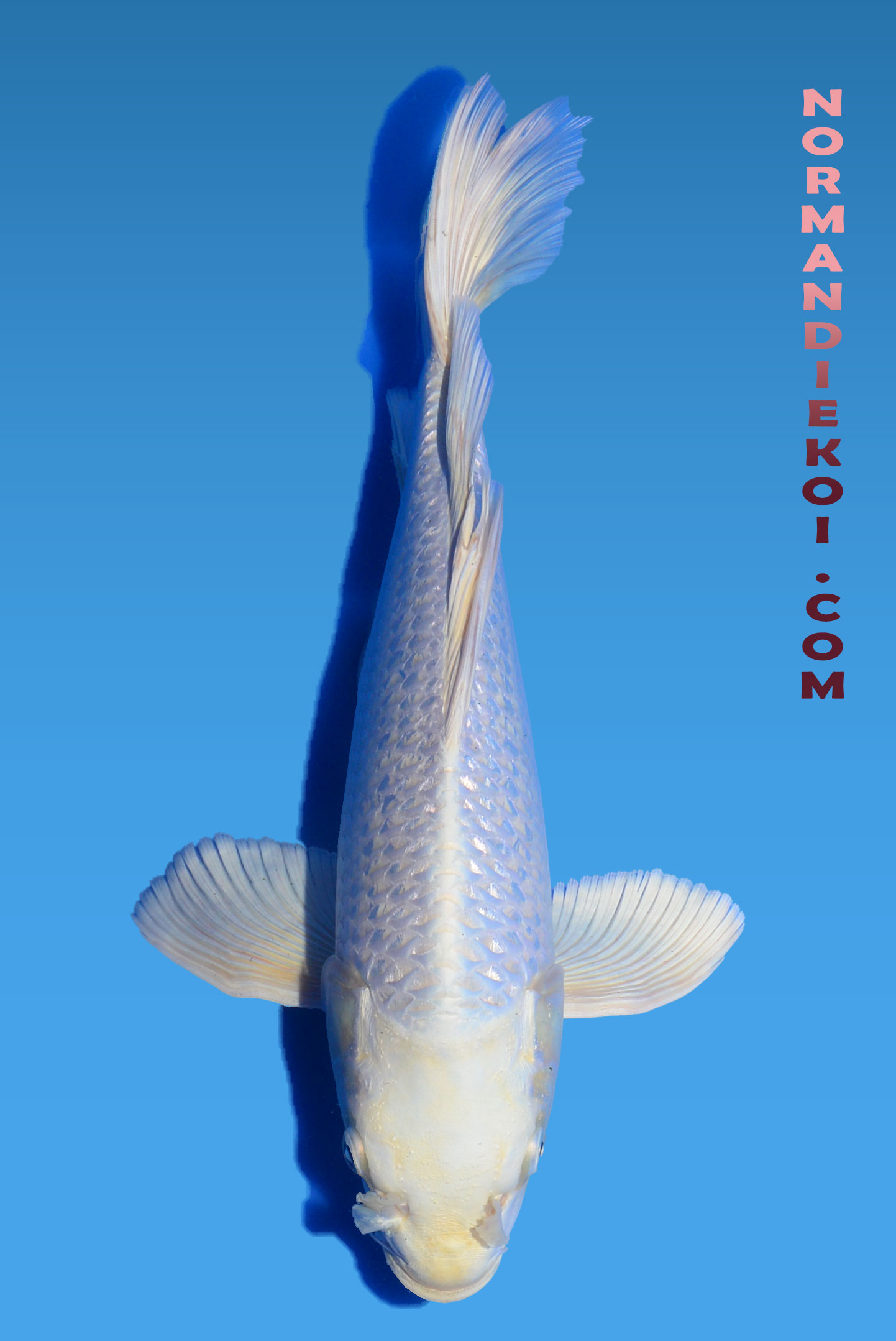 Purachina voile