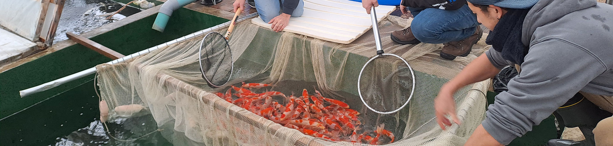 Pompe à air de bassin