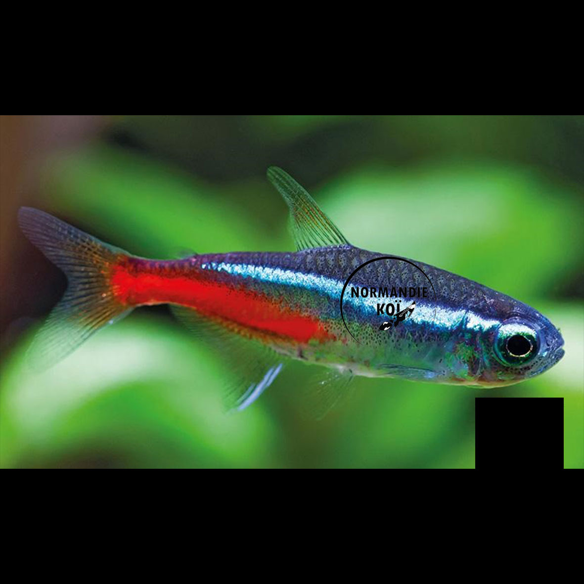 Néon Bleu (Paracheirodon innesi) 2 à 2,5 cm