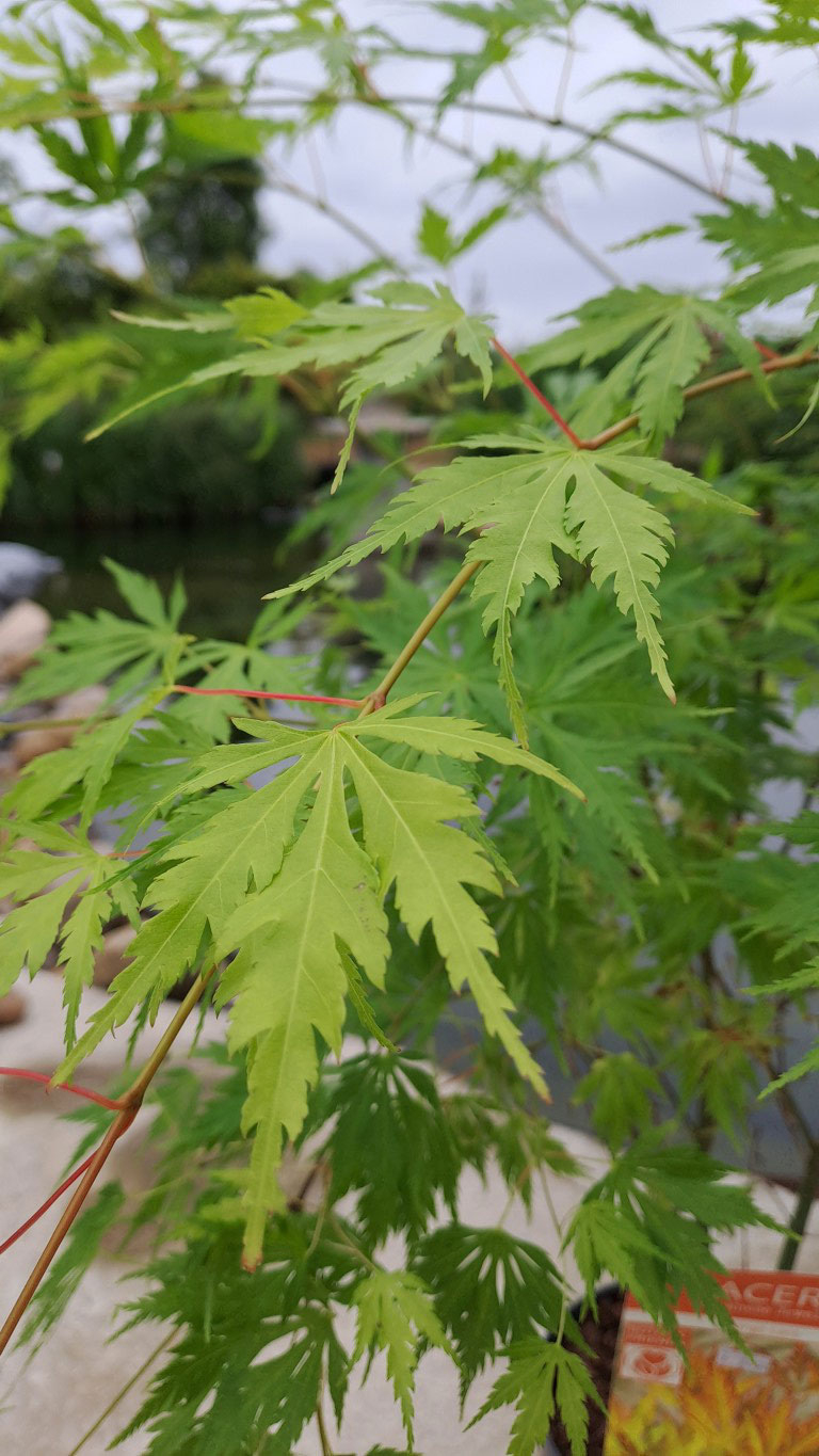 Acer palmatum 'Orange Lace'®