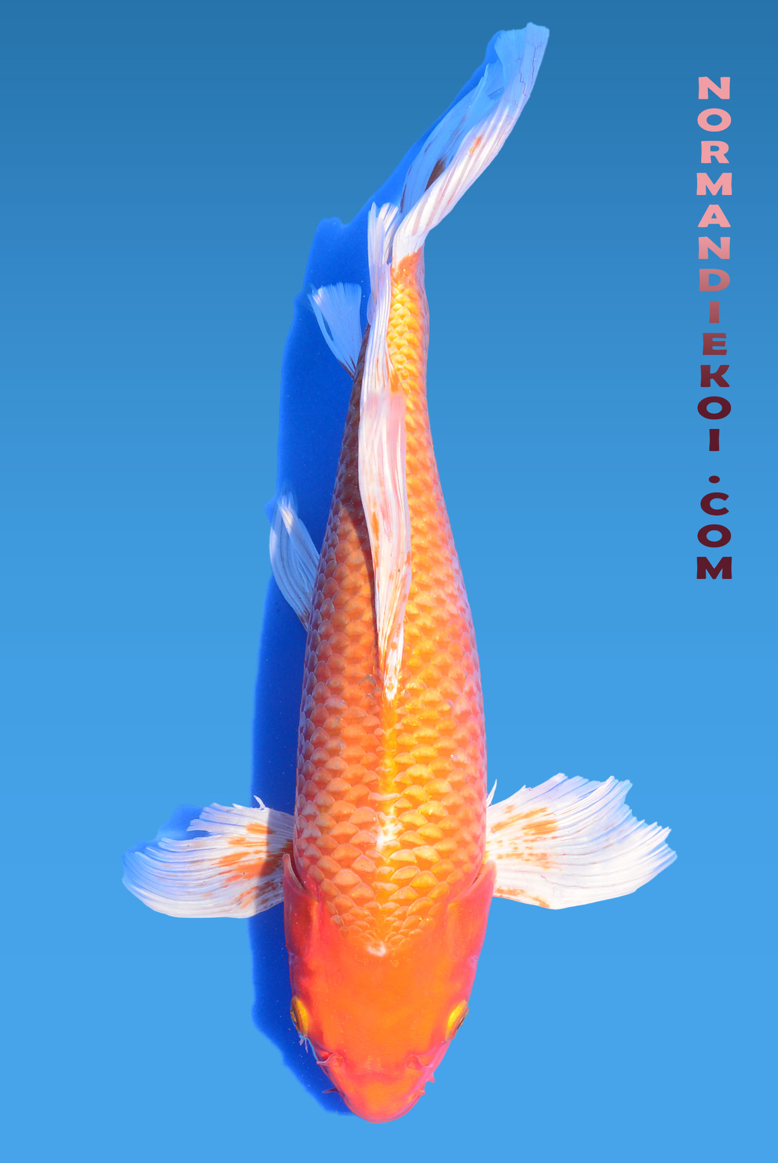Benigoi voile