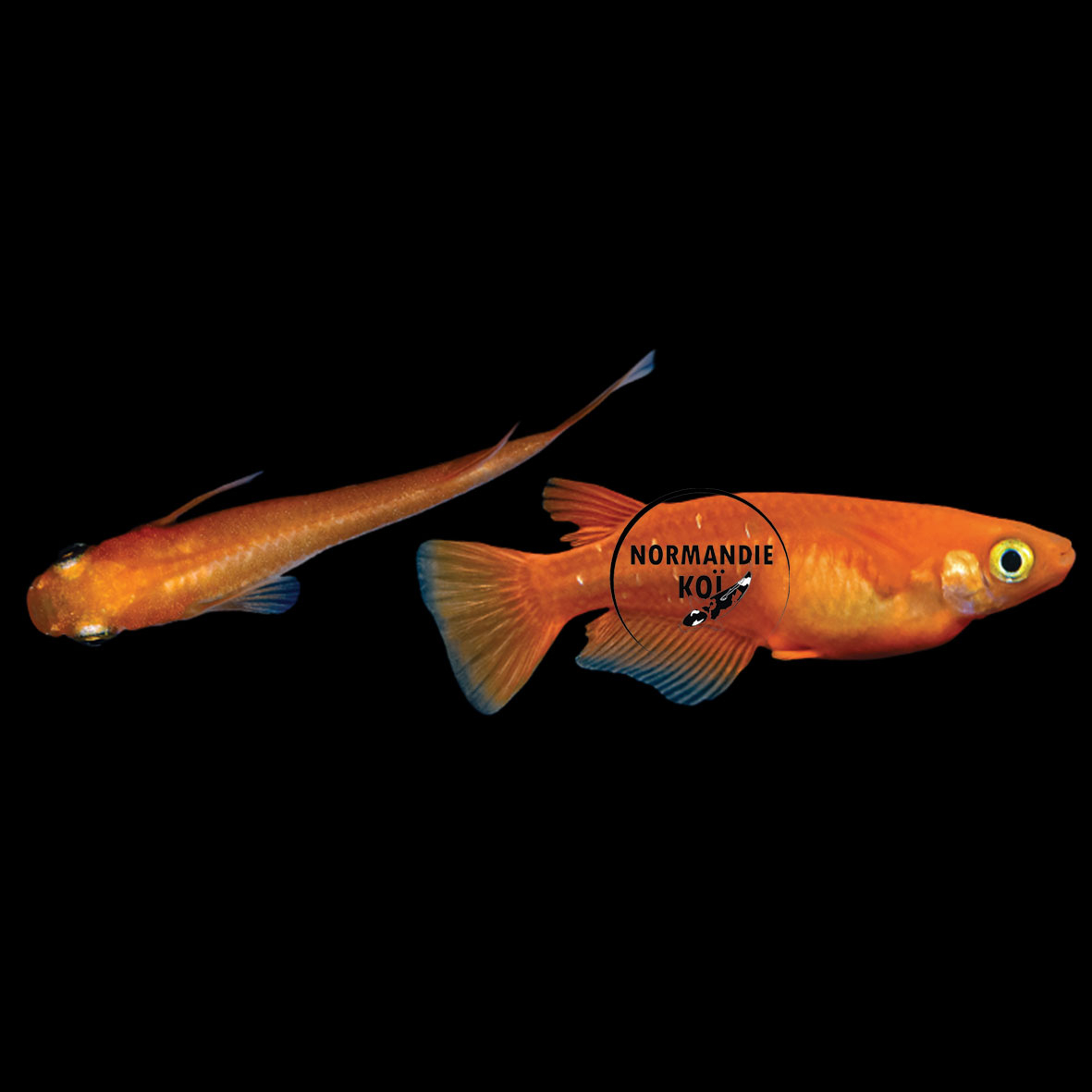 Oryzias latipes - Medaka Orange Foncé