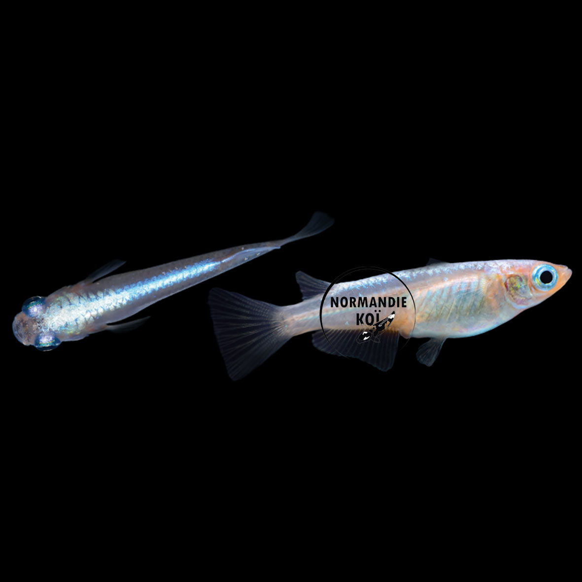 Oryzias latipes - Medaka luisant bleu