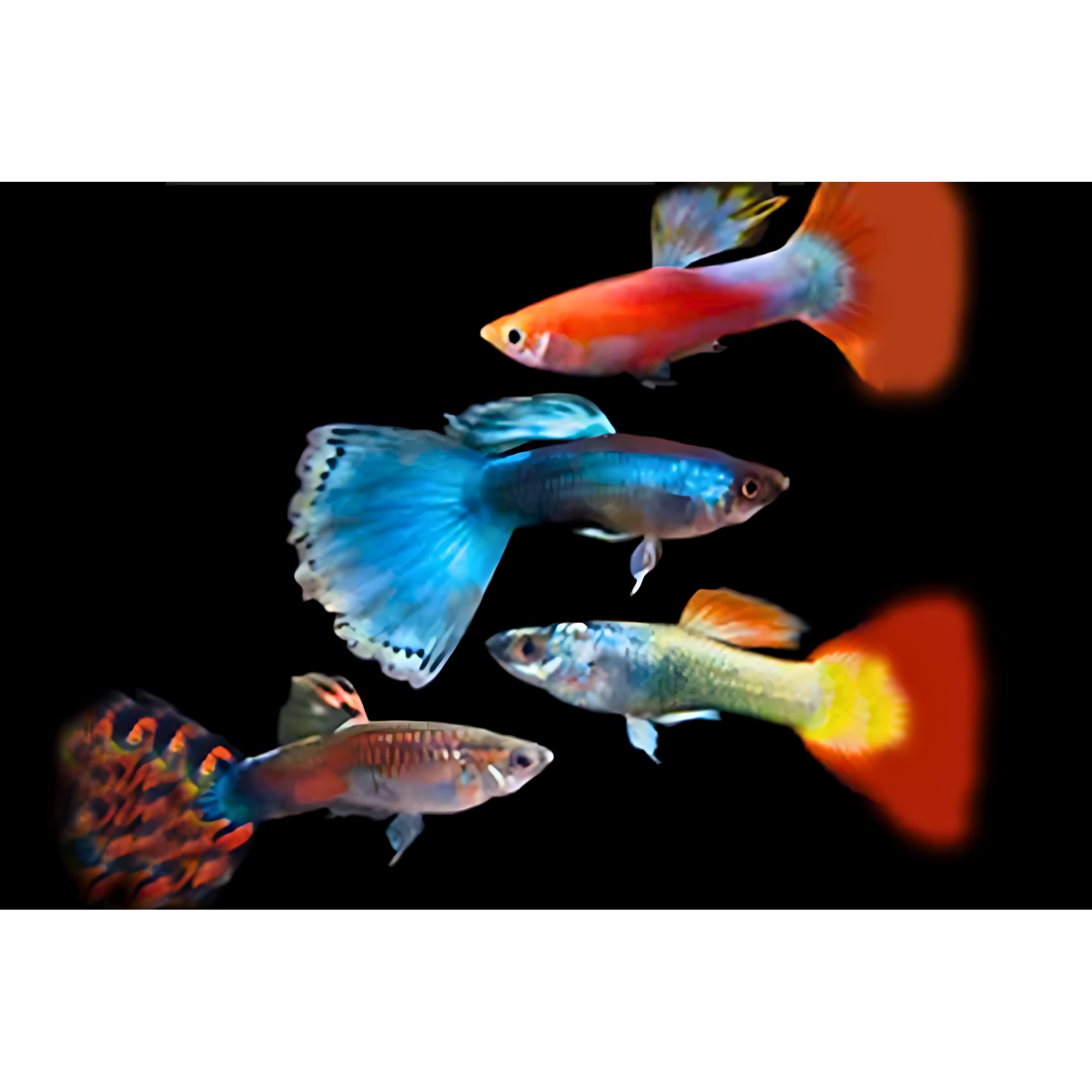 Poecilia reticulata - Guppy ♂ Mix
