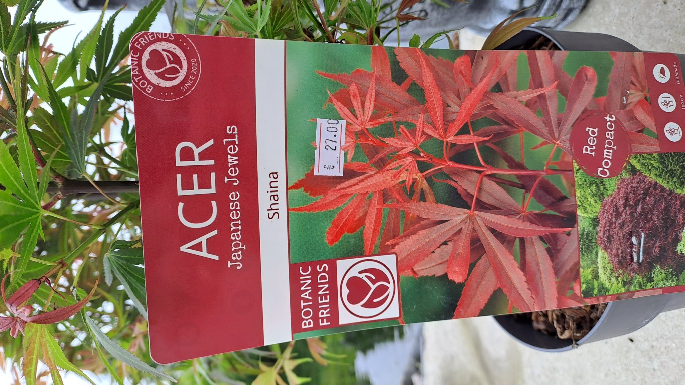 Acer palmatum 'Shaina'