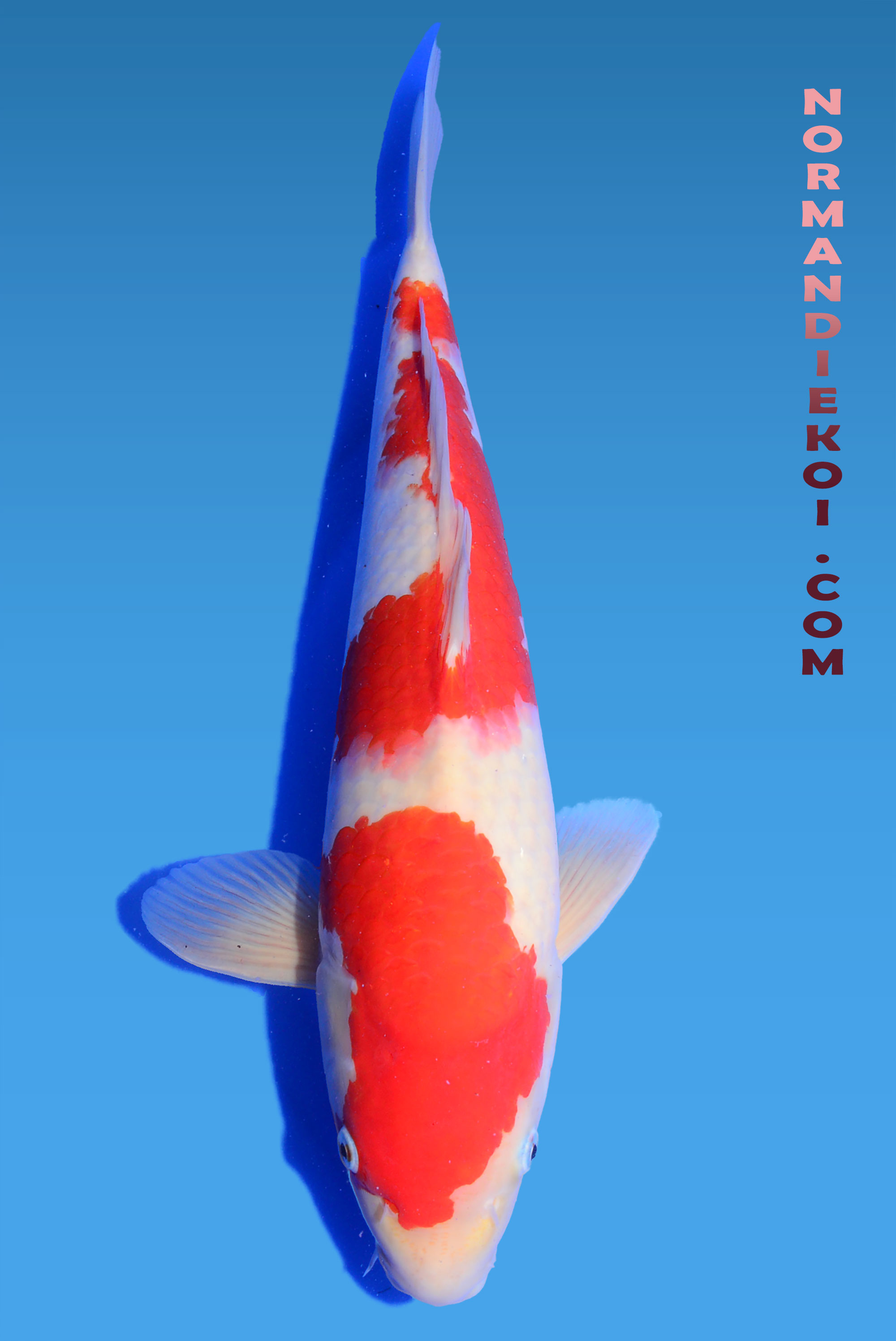 Kohaku