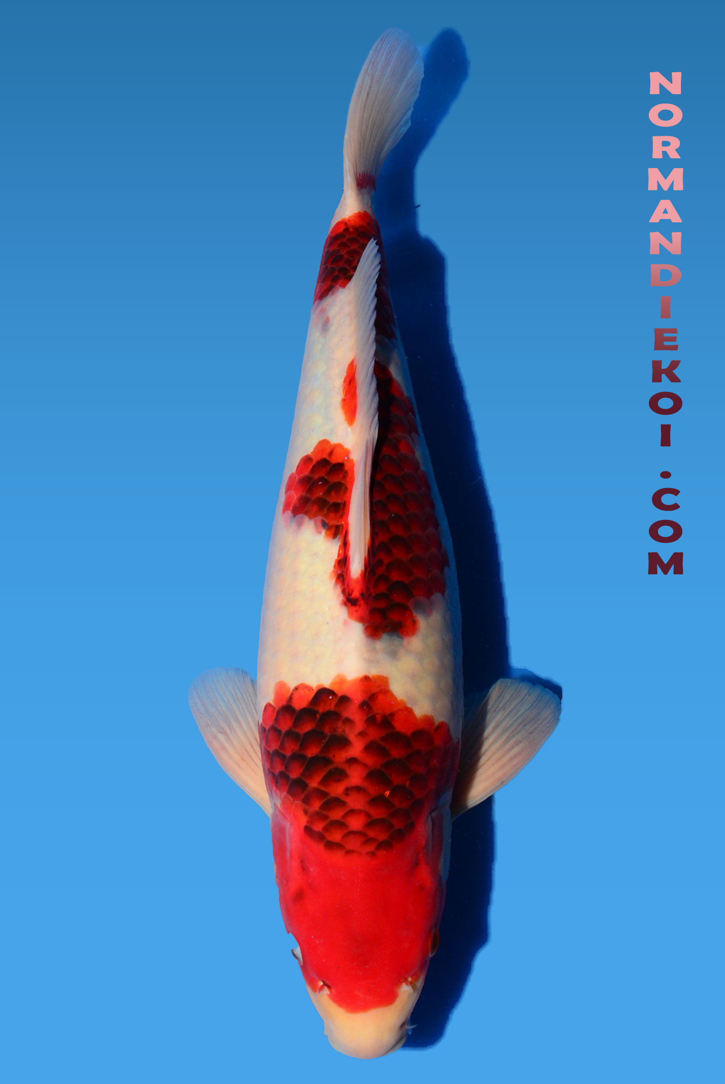 Goromo