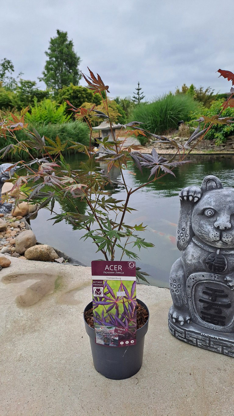 Acer palmatum 'Trompenburg'