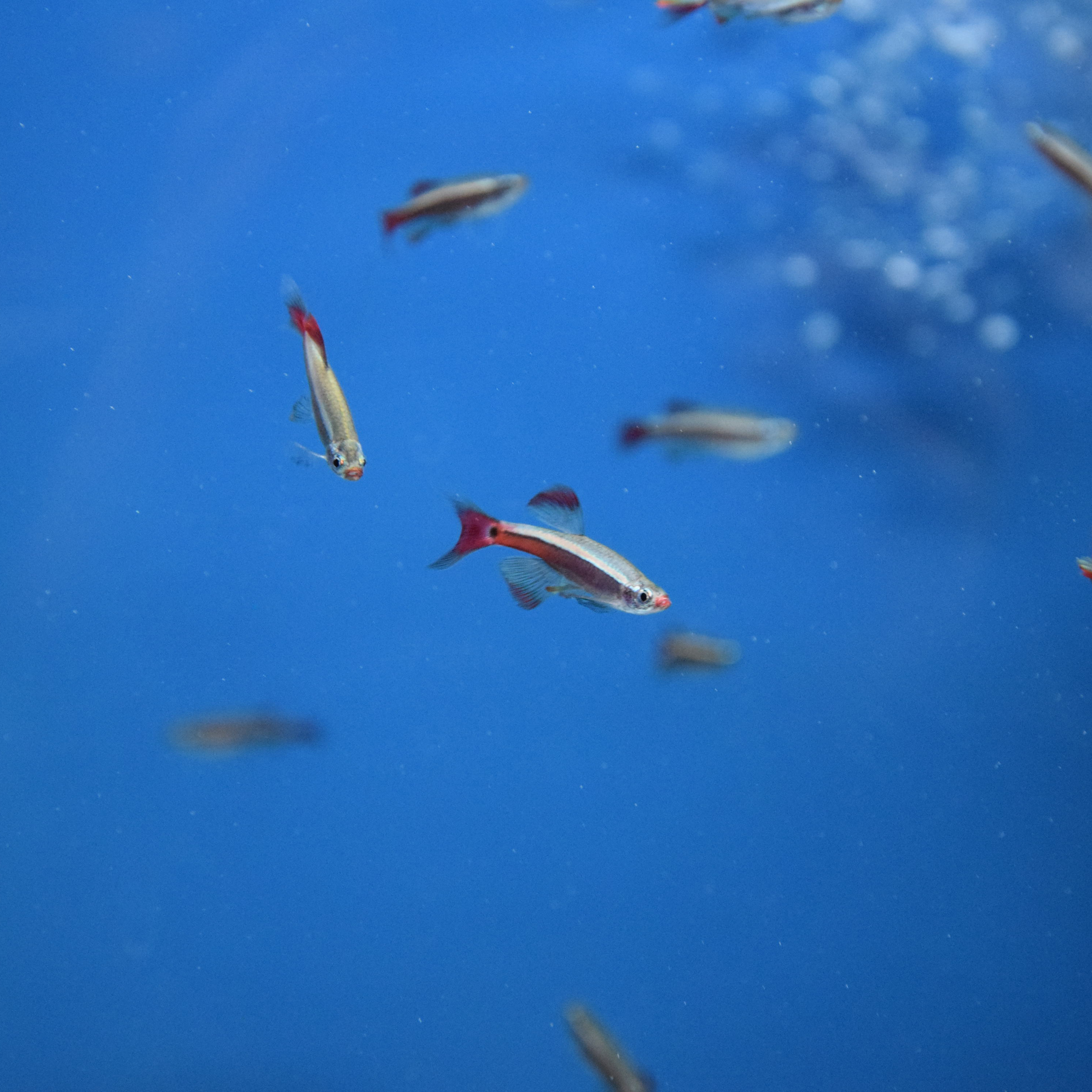 Tanichthys albonubes - Néon Chinois